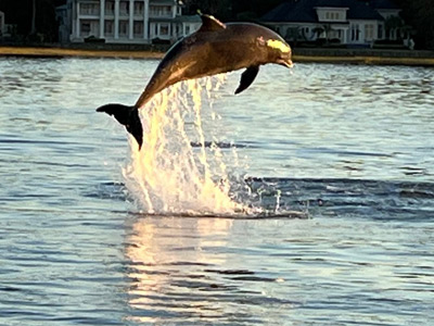 Dolphin Tours, Beaufort, SC