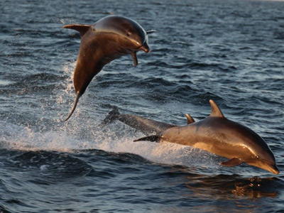 Dolphin Photos