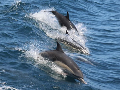 Dolphin Tours