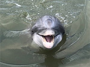 Dolphin Watching Tours, Hilton Head Island, SC