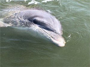 Dolphin Watching Tours, Bluffton, SC