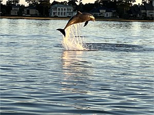 Dolphin Watching Tours, Beaufort, SC